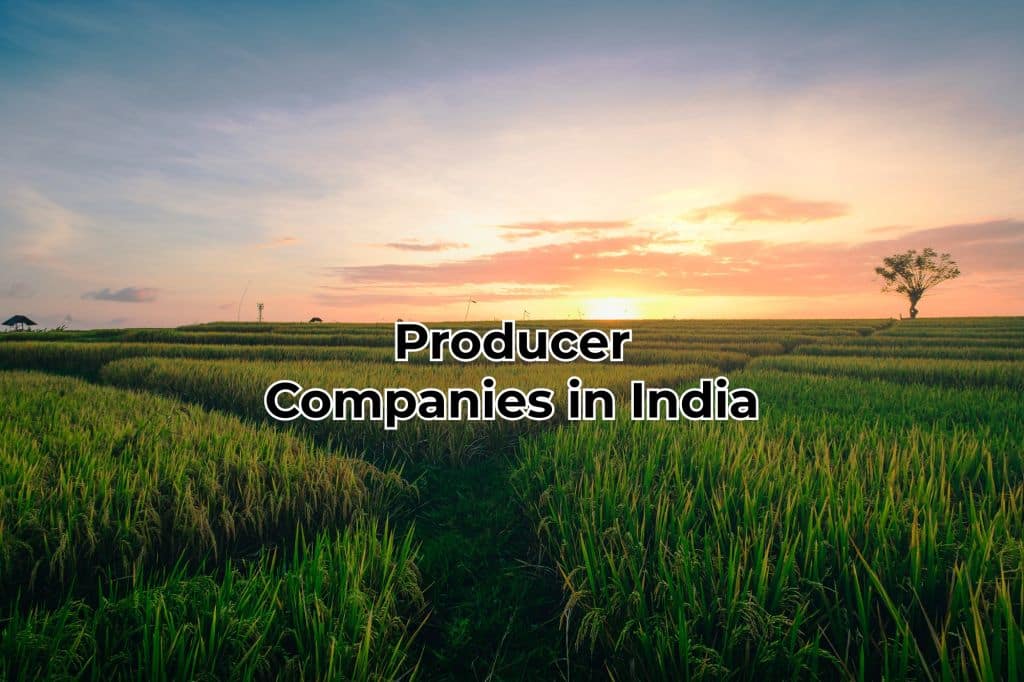 Producer Companies in India